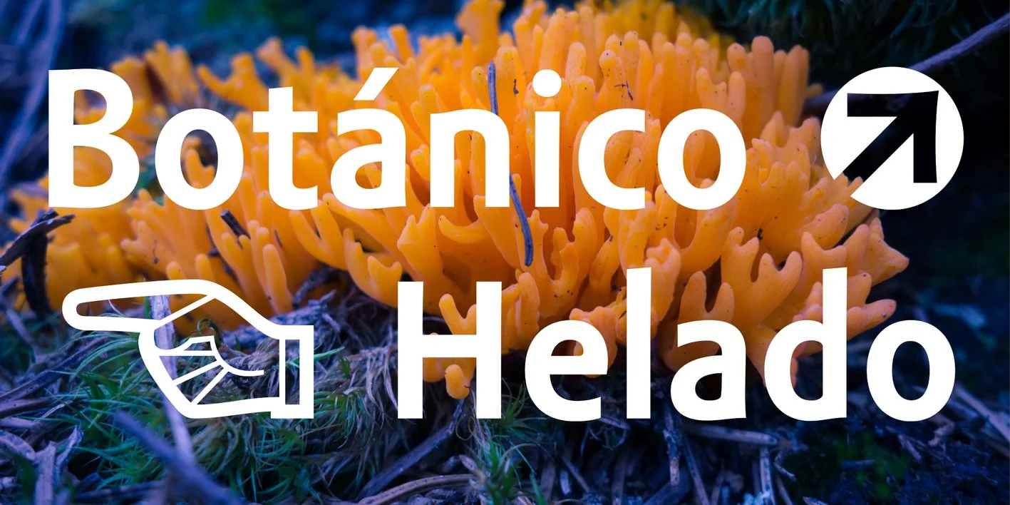 Amor Sans Neo Font