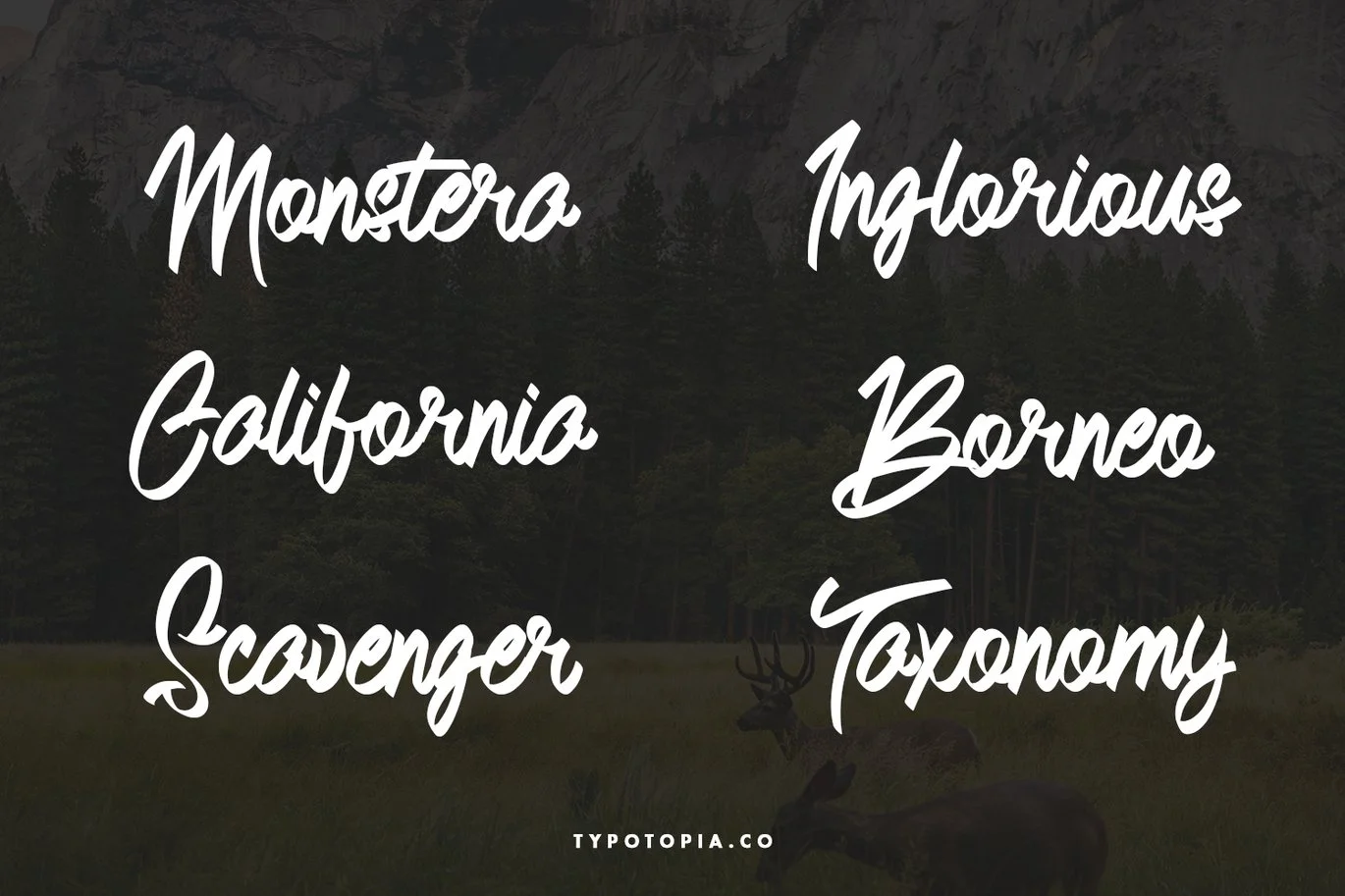 Andals Script Typeface