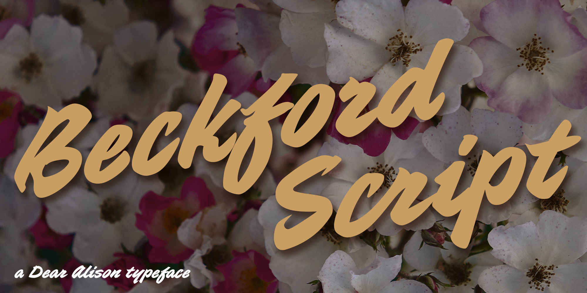 Beckford Script Free Download Free Download