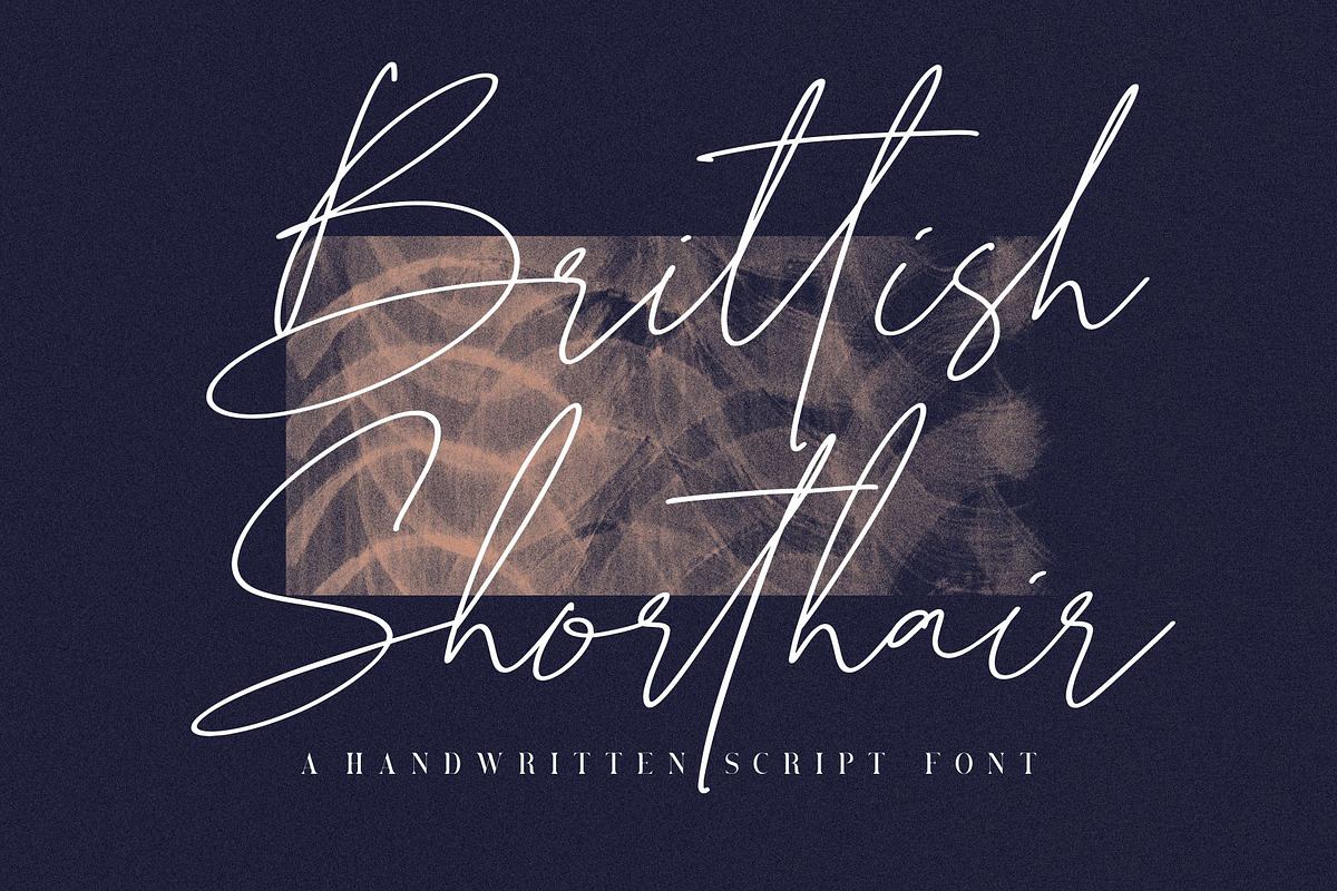 Brittish Shorthair Script Free Download Free Download