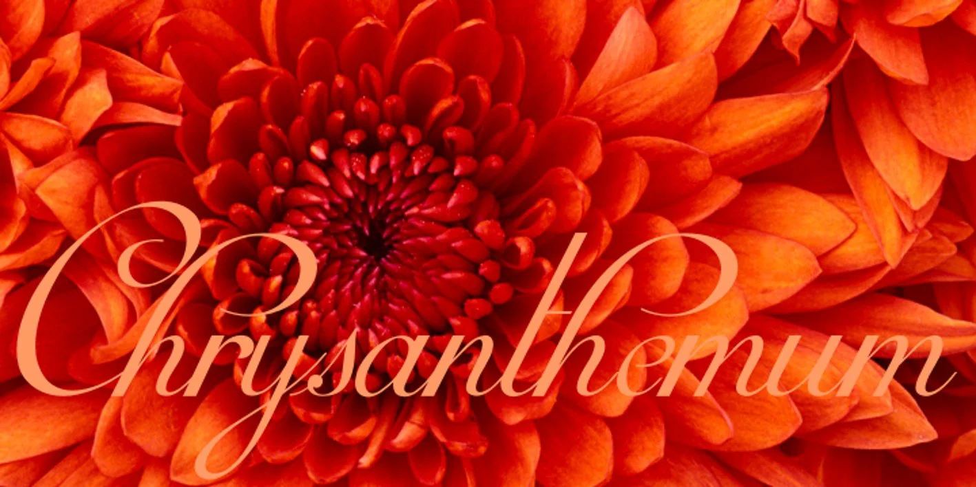 Mirella Script Font