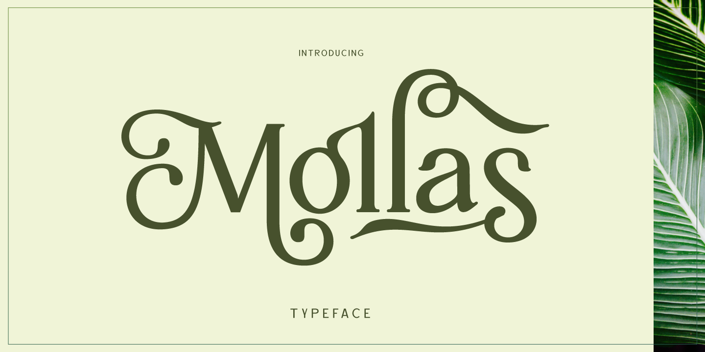 Mollas Free Download Free Download