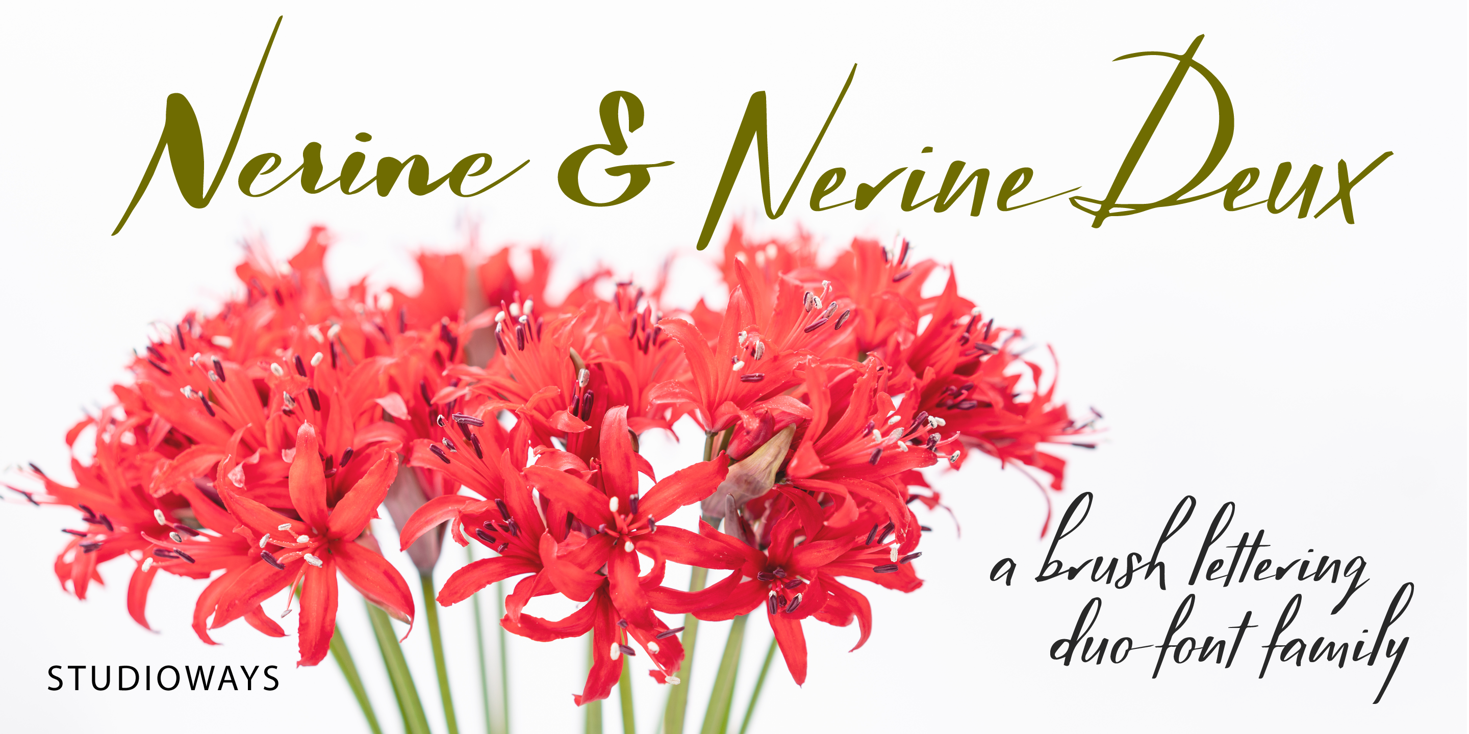 Nerine Free Download Free Download