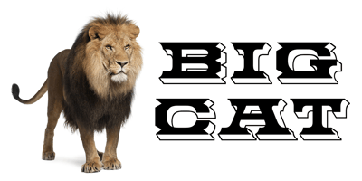 Big Cat Free Download