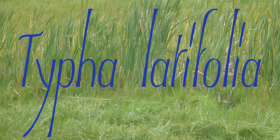 Typha Latifolia Free Download